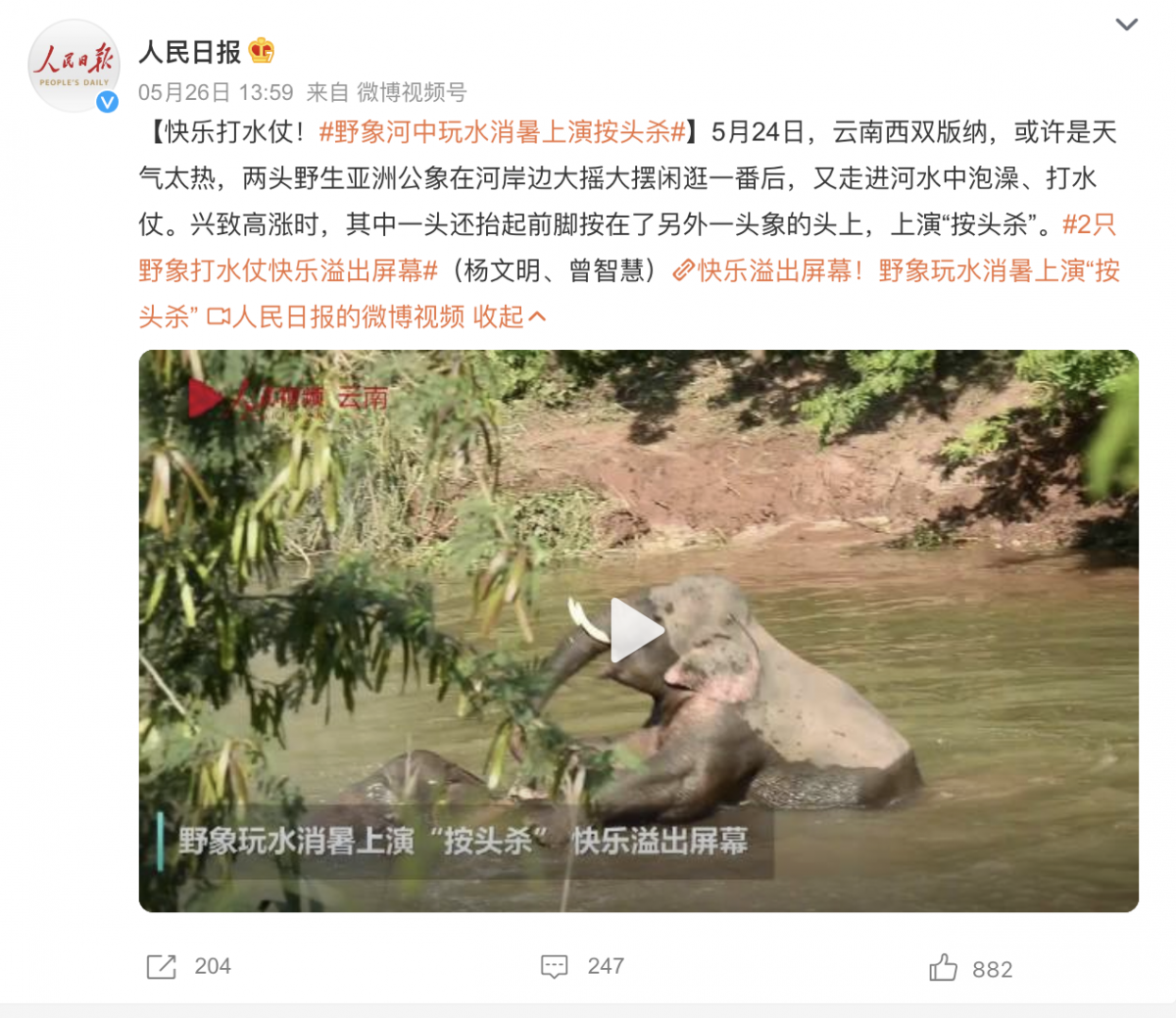 野象河中玩水消暑上演按头杀：快乐氛围溢出屏幕