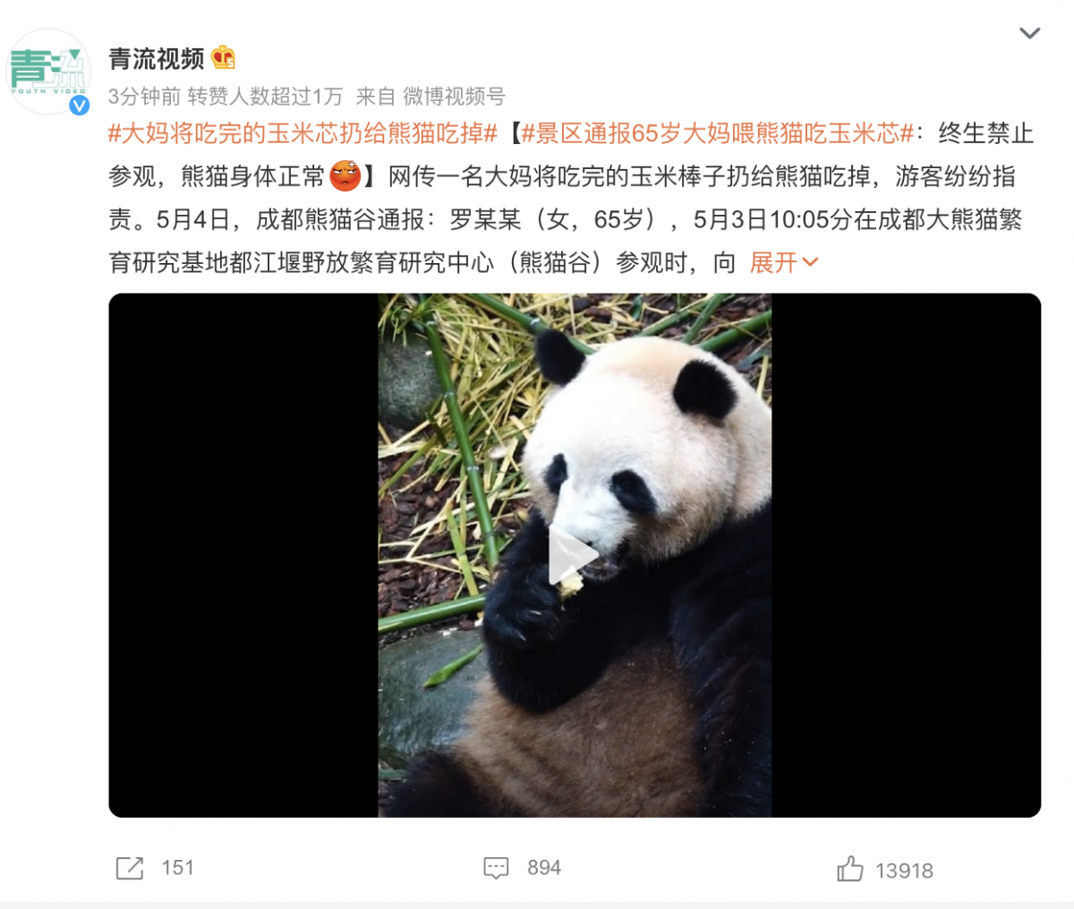 大妈将吃完的玉米芯扔给熊猫吃掉：终生禁止参观